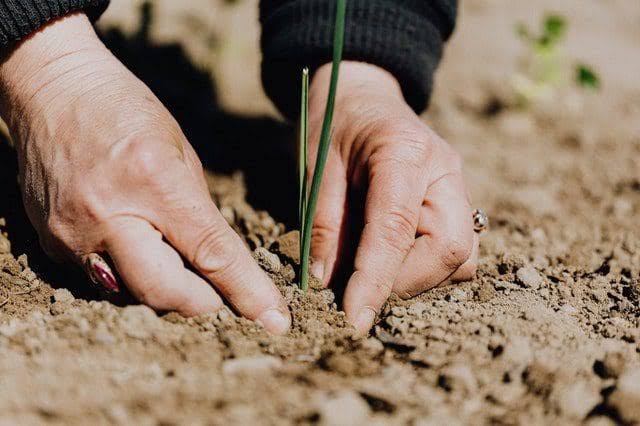 Top 5 Best Agronomy Courses Online